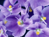 Graphic Flower, Saintpaulia (African Violet) (Mauve) Photographic Print by Rex Butcher