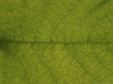 Close-up Detail of Leaf Photographic Print by Rex Butcher
