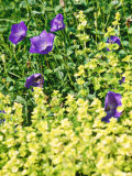 Summer Partners, Campanula Carpatica & Origanum Vulgare "Aureum" Photographic Print by Georgia Glynn-smith