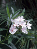 Nerium Oleander Close-up of Flowers Photographic Print by Rex Butcher