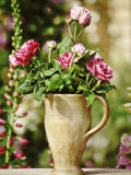 Still Life Outdoors Summer, Unnamed Old Rosa in Jug Digitalis (Foxglove) in Background Photographic Print by Georgia Glynn-smith