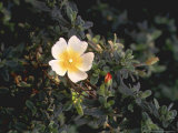 X Halimiocistus Revolii Close-up of Flower & Foliage Photographic Print by Rex Butcher