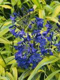 Plant Partners Agapanthus & Pleiobastus with Rain Photographic Print by Georgia Glynn-smith