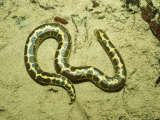 Kenyan Sand Boa, East Africa Photographic Print by Andrew Bee