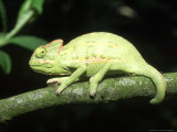 Yemens Chameleon, Young 10 Wks Old, Yemen Photographic Print by Andrew Bee