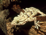 White Spotted Gecko, Africa Photographic Print by Andrew Bee