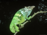 Fischers Chameleon, Male, Tanzania Photographic Print by Andrew Bee