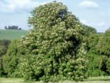 Horse Chestnut in Summer, UK Photographic Print by Mike England