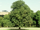 Horse Chestnut in Summer, UK Photographic Print by Mike England