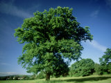 Oak in Summer Photographic Print by Mike England