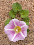 Sea Bindweed, Summer Coastal Flower, Devon, UK Photographic Print by David Clapp