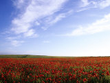 Poppy Field in Newquay, UK Photographic Print by David Clapp