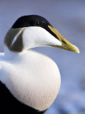 Eider Duck Portrait, Northumberland, UK Photographic Print by David Clapp