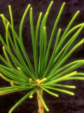 Japanese Umbrella Pine, Sciadopitys Verticillata Photographic Print by Mike England