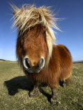 Shetland Pony Grazing on Dartmoor, UK Photographic Print by David Clapp