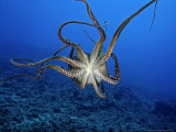 Day Octopus, Female, Hawaii Photographic Print by David B. Fleetham