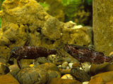 Upside Down Catfish, Central W. Africa, & Congo Basin Photographic Print by Max Gibbs