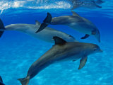 Atlantic Bottlenose Dolphin, Bahamas Photographic Print by David B. Fleetham