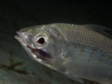 Slenderspine Mojarra, with Parasitic Isopods, Malaysia Photographic Print by David B. Fleetham