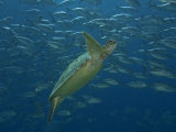 Green Sea Turtle, with Bigeye Jacks, Sipidan, Malaysia Photographic Print by David B. Fleetham