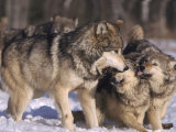 Grey Wolf, Interacting, Minnesota Photographic Print by Brian Kenney