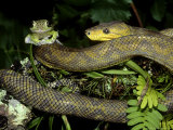 Trinidad Tree Boa, Corallus Enydris with Tree Frog (Potenti Al Prey) Photographic Print by Brian Kenney