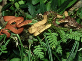 Amazon Tree Boa, Corallus Enydris Enydris, 3 Colour Morphs, South America Photographic Print by Brian Kenney