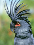 Palm Cockatoo, Probosciger Aterrimus, Displaying, Australia & New Guinea Photographic Print by Brian Kenney