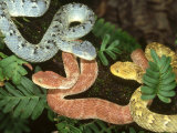 African Bush Viper, Atheris Squamiger, 3 Colour Morphs, W & C Africa Photographic Print by Brian Kenney