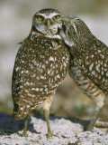 Burrowing Owlspeotyto Cuniculariacourtship, Allopreeningflorida Photographic Print by Brian Kenney