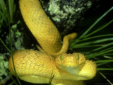 African Bush Viper (Gold), Atheris Squamiger Venomous Snake Photographic Print by Brian Kenney