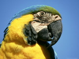 Blue and Gold Macaw, South America Photographic Print by Brian Kenney