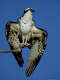 Osprey, Male Drying Wings, Florida Photographic Print by Brian Kenney