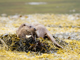 European Otter, Female Resting While Eating a Crab on a Seaweed Covered Rock, Scotland Photographic Print by Elliott Neep