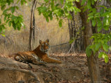 Bengal Tiger, Female Resting, Madhya Pradesh, India Photographic Print by Elliott Neep