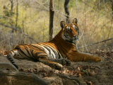 Bengal Tiger, Female Resting, Madhya Pradesh, India Photographic Print by Elliott Neep