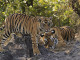 Bengal Tiger, 6 Month Old Cub and Tigress, Madhya Pradesh, India Photographic Print by Elliott Neep