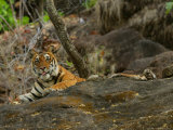 Bengal Tiger, Female Lying, Madhya Pradesh, India Photographic Print by Elliott Neep
