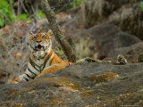 Bengal Tiger, Female on Rock, Madhya Pradesh, India Photographic Print by Elliott Neep
