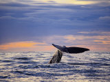 Sperm Whale, Raising Flukes, New Zealand Photographic Print by Gerard Soury