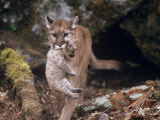 Mountain Lion, Female and Cub, USA Photographic Print by Mary Plage