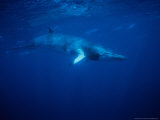 Minke Whale, Underwater, Queensland Photographic Print by Gerard Soury