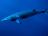Minke Whale, Underwater, Queensland Photographic Print by Gerard Soury