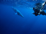 Minke Whale, Underwater, Queensland Photographic Print by Gerard Soury