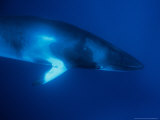 Minke Whale, Underwater, Queensland Photographic Print by Gerard Soury