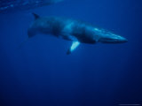Minke Whale, Underwater, Queensland Photographic Print by Gerard Soury