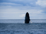 Humpback Whale, Breaching, Azores Photographic Print by Gerard Soury