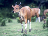 Banteng, Bos Javanicus Female Ujung Kulon, Indonesia Photographic Print by Mary Plage