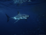 Great White Shark, Tagged, South Australia Photographic Print by Gerard Soury