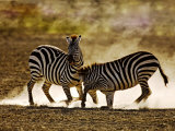 Common Zebra, Fighting, Tanzania Photographic Print by Ariadne Van Zandbergen